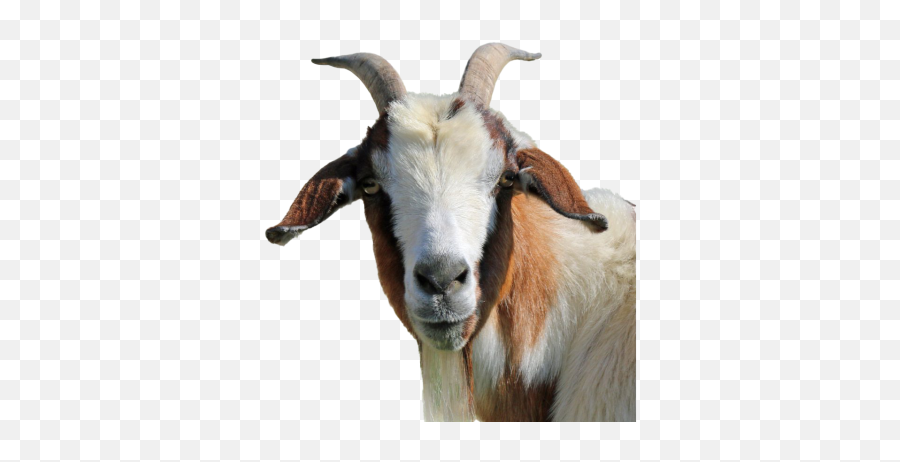Free Png Images - Dlpngcom Goat Hd Images Png Emoji,Goat Emoji Hat