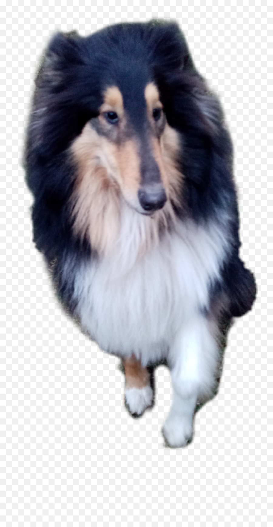 Colliedog Barka Barkadog Sticker - Rough Collie Emoji,Sheltie Emoji