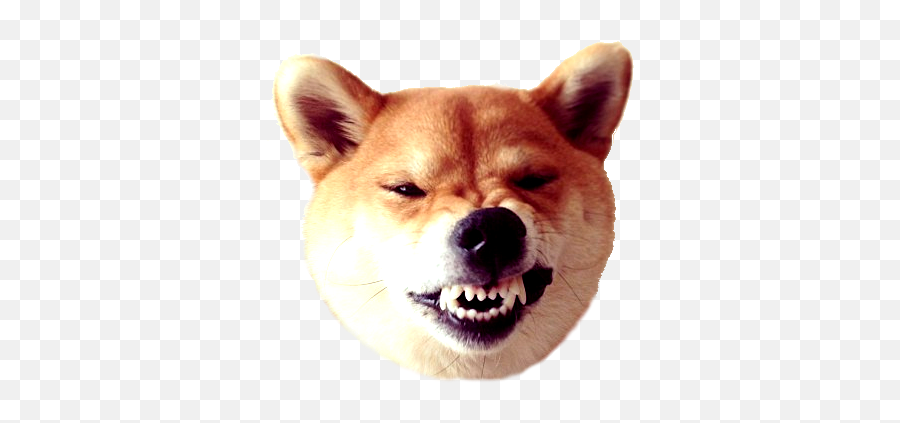 Dogecoin Transparent Png Archive Needs - Dogecoin Png Emoji,Shibe Emoji