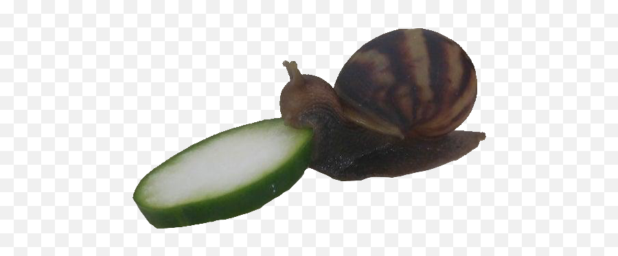 Cucumber Snail Png - Snail Eating Cucumber Transparent Emoji,Caracol Emojis Png