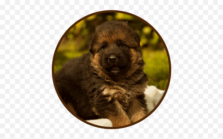Vom Regal Haus Shepherds - Northern Breed Group Emoji,Caucasian Mountain Shepherd Puppy Emoticon