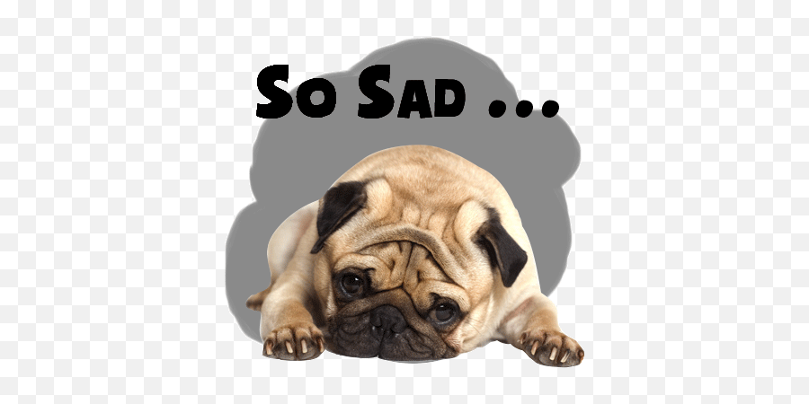 Handsome Pug Puppy Animated - Down Pug Transparent Backround Emoji,Pug Dog Emoticons
