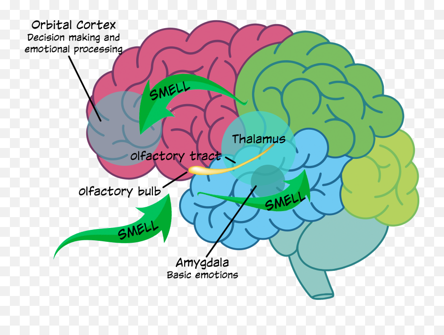 Letu0027s Make Sense Of The Senses - Know Yourself Emoji,12 Basic Emotions