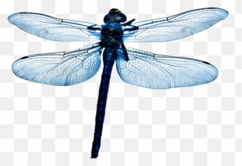 Dragonfly Sticker - Parasitism Emoji,Dragonfly Emoji