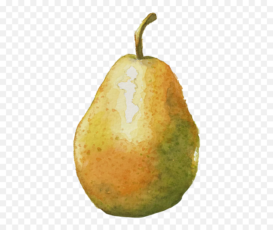 Pear Watercolor Notmyart Fruit Sticker - European Pear Emoji,Pear Emoji