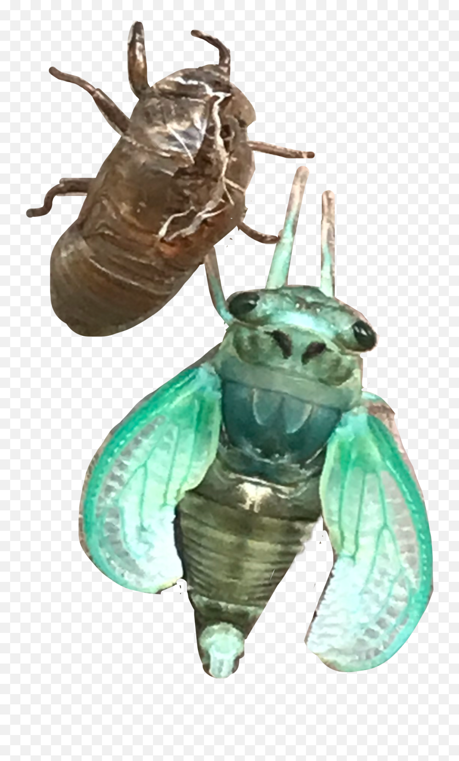 The Most Edited - Parasitism Emoji,Cicada Emoji