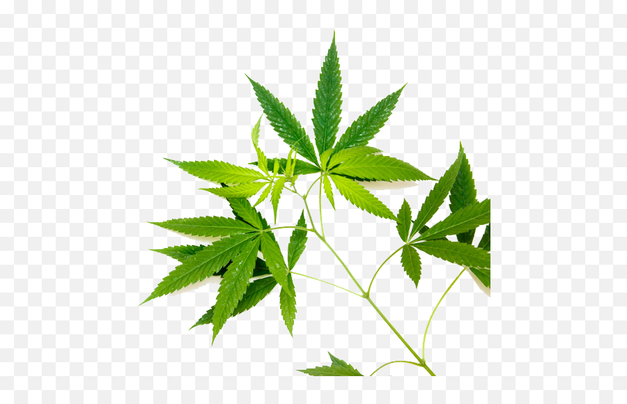 Home - Greenbridge Language Emoji,Cannabis Leaf Emoji