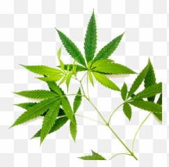 Home - Greenbridge Language Emoji,Cannabis Leaf Emoji