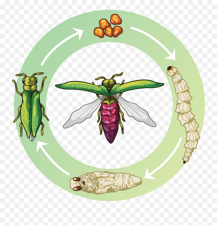 Guide To Emerald Ash Borer Treatment American Family Insurance - Emerald Ash Borer Life Cycle Emoji,How Does Emerald Left Green Affect Emotions