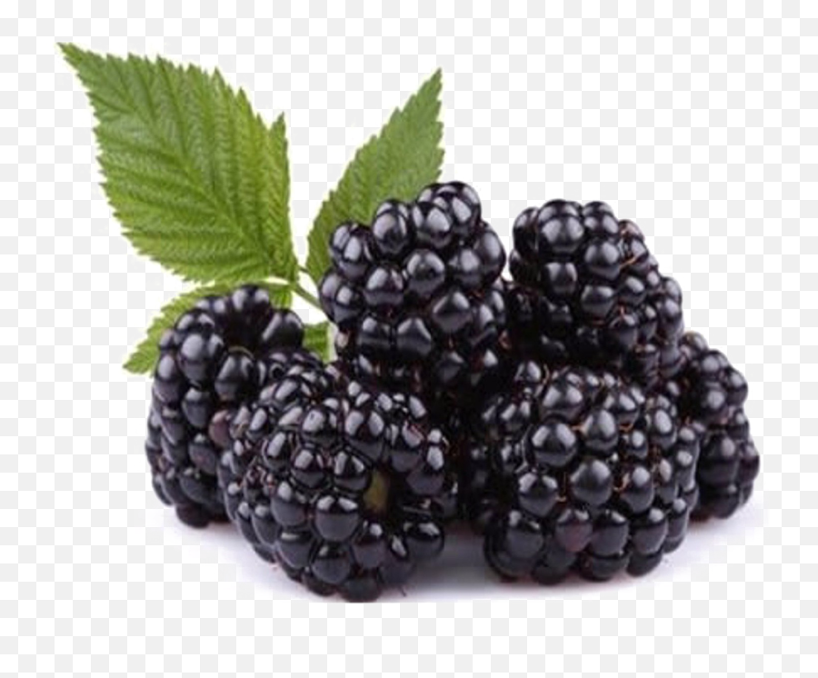 Blackberry Fruit Png Free Download Png Svg Clip Art For Web - Blackberry Fruit Png Emoji,How To Use Emojis With Blackberry And Android Blackberry Fruit Png Free Download Png Svg Clip Art For Web - Blackberry Fruit Png Emoji,How To Use Emojis With Blackberry And Android