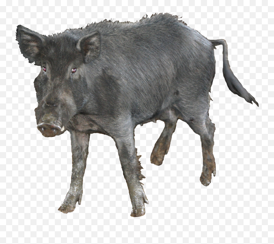 May 2014 - Feral Pig Transparent Background Emoji,Emotion Wild Blanco