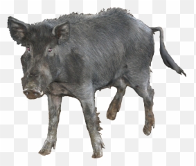 May 2014 - Feral Pig Transparent Background Emoji,Emotion Wild Blanco