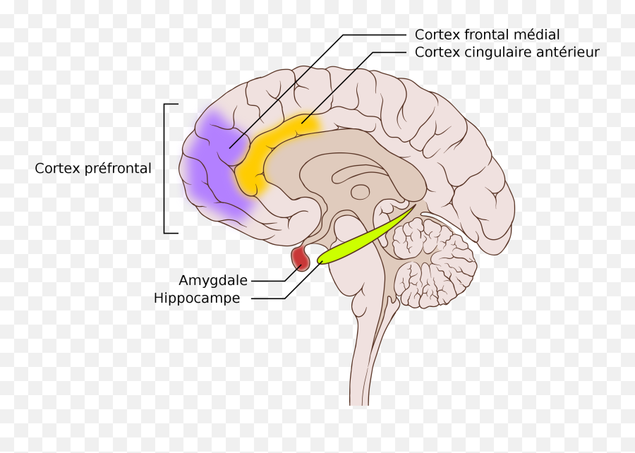 Fichierptsd Brainsvg U2014 Wikipédia Emoji,Amygdale Et Emotion