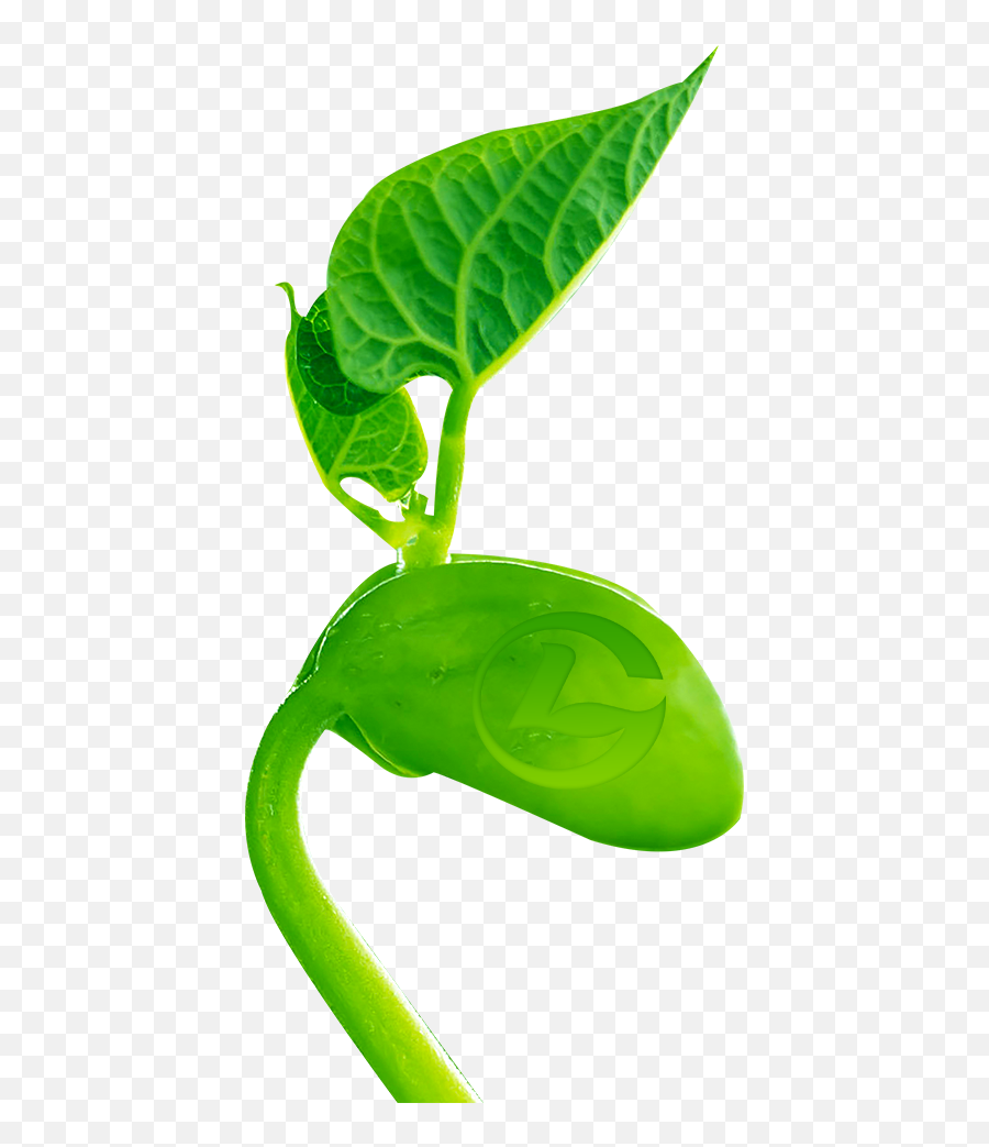 Emoji,Beansprout Emoji