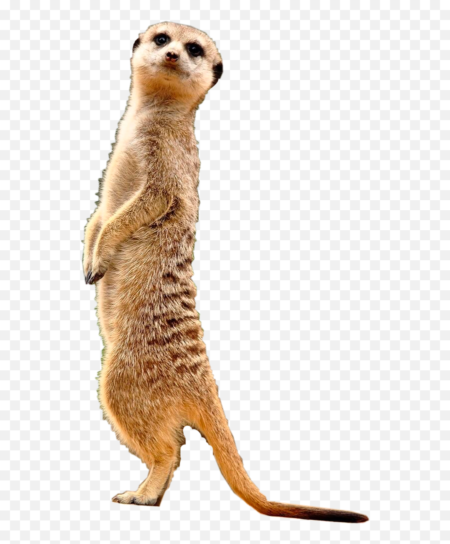 Meerkat Sticker - Transparent Meerkat Clipart Emoji,Meerkat Emoji