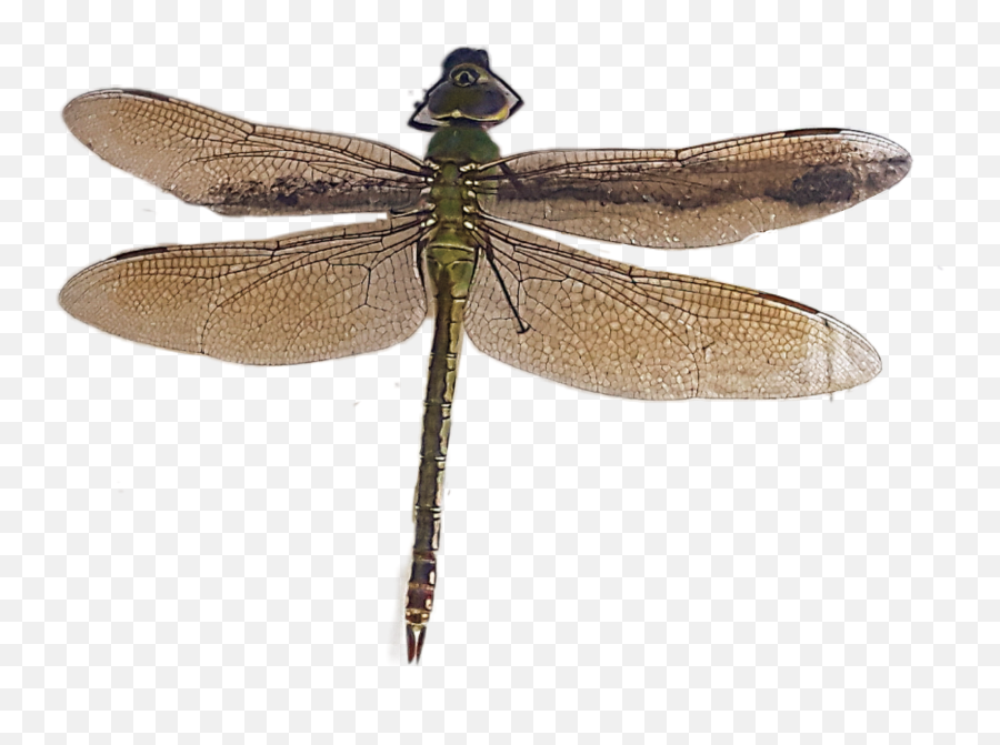 Dragonfly Sticker - Parasitism Emoji,Dragonfly Emoji