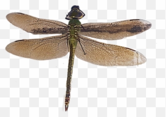 Dragonfly Sticker - Parasitism Emoji,Dragonfly Emoji