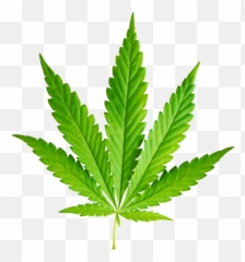 1800 Teens And 20 - Somethings Reveal Whatu0027s Cool And Whatu0027s Cannabis Png Emoji,Discord Weed Emoji
