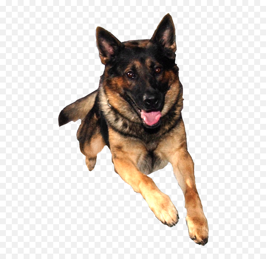 German Shepherd Puppy Dog Training Pet - Background Of Police Dog Emoji,Dog Emoji Background
