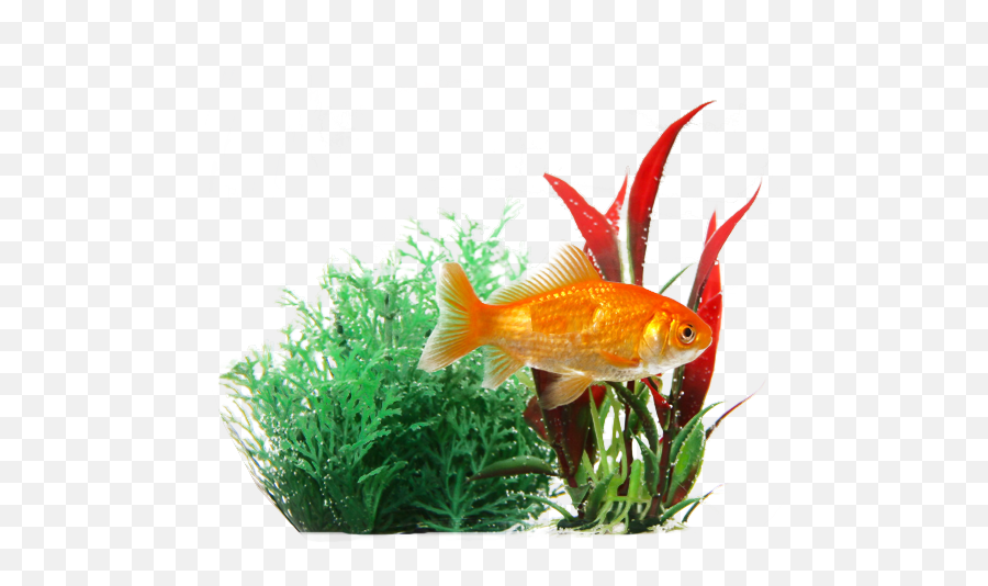 Transparent Background Fish Png - Aquarium Fish Images Png Emoji,Gold Fish Emoji