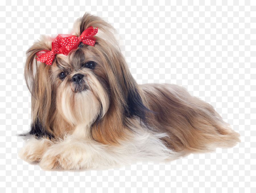 Best Cute Shah Png Image Download 2021 Whonaa - Shih Tzu Png Emoji,Shih Tzu Emoji