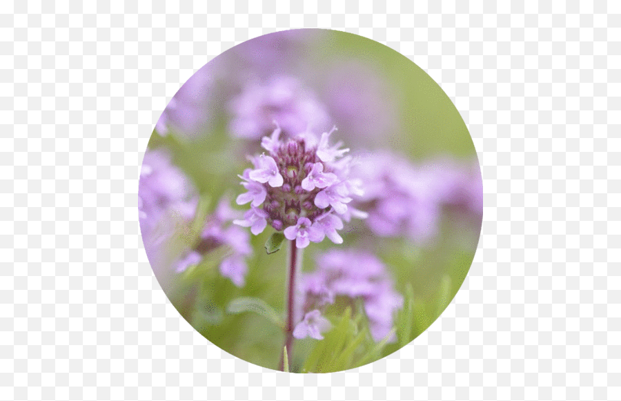 Chamomile German Essential Oil - Breckland Thyme Emoji,Chamoile Emotions