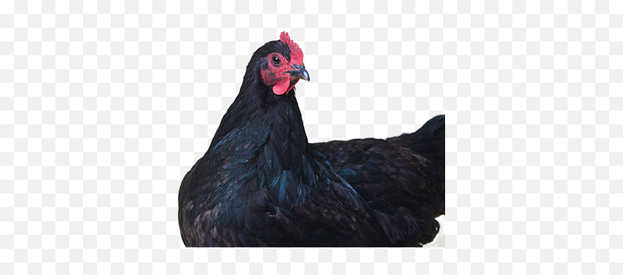 Chickens - Black Australorp Png Emoji,Cornish Cross Chicken Emotions