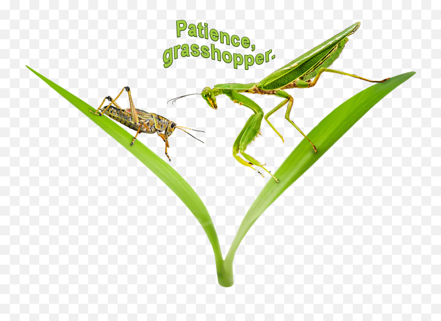 Patience Grasshopper Unisex Youth Short - Parasitism Emoji,Entomologists Rate Ant Emojis