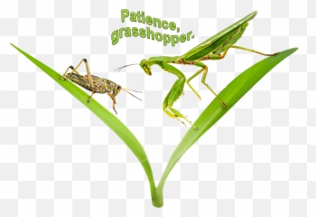 Patience Grasshopper Unisex Youth Short - Parasitism Emoji,Entomologists Rate Ant Emojis