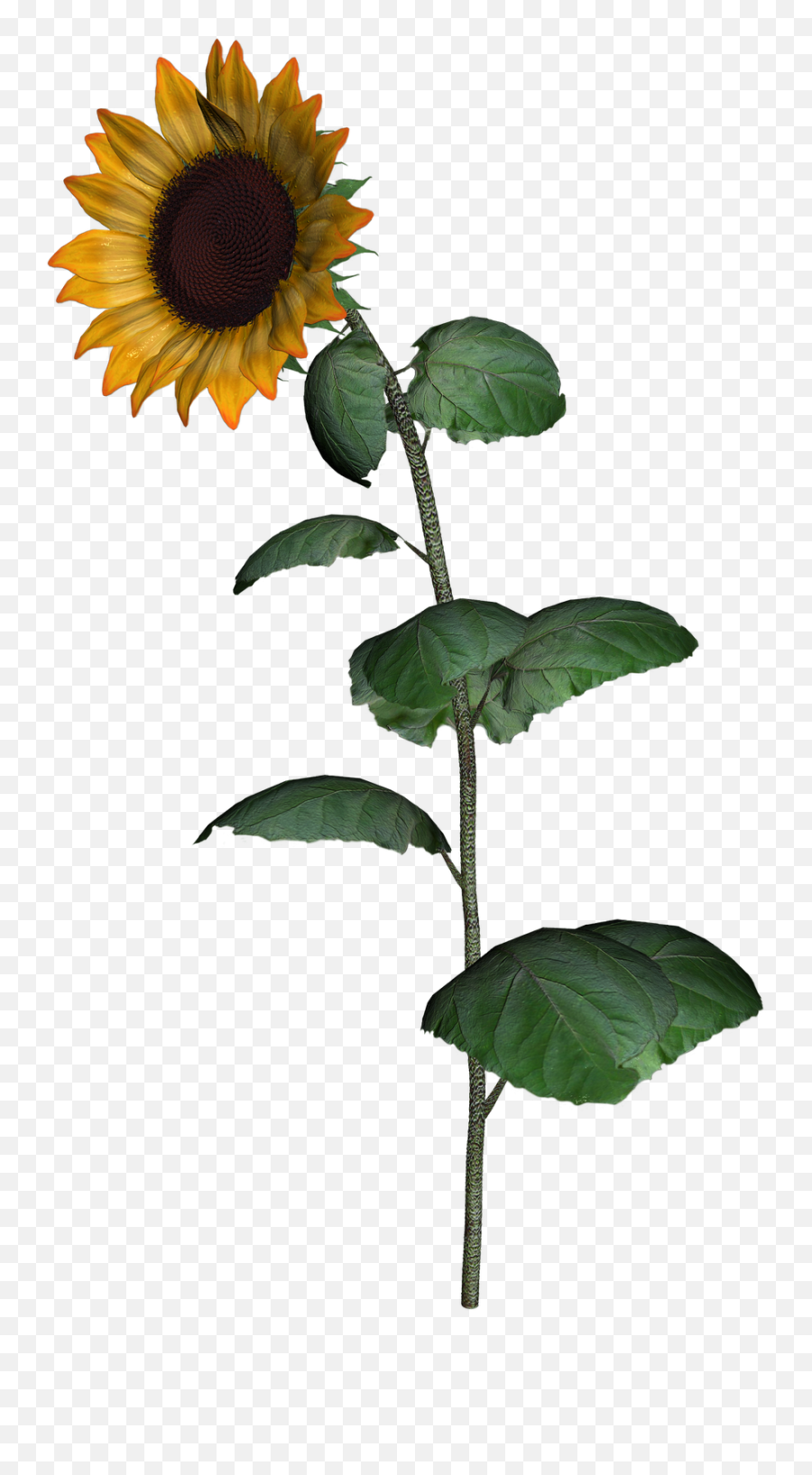 Sunflower Clipart With Leaf Png Images Transparent Png - Transparent Background Sunflower Img Emoji,Sunflower Emoji