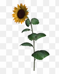 Sunflower Clipart With Leaf Png Images Transparent Png - Transparent Background Sunflower Img Emoji,Sunflower Emoji