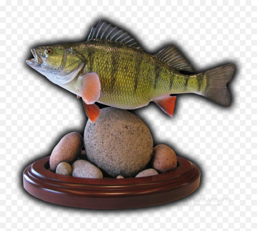 Yellow Perch Fish Mounts U0026 Replicas By Coast - Tocoast Fish Back Of Yellow Perch Emoji,Fish Emotions