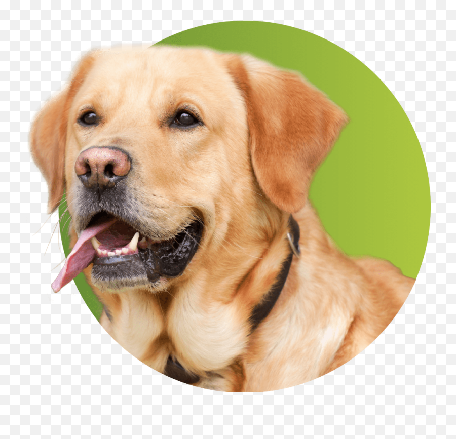 Noble Paws Oliveru0027s Harvest - Labrador Dog Price In India Emoji,Send Your Friends Cute Cream Labrador Retriver Emojis