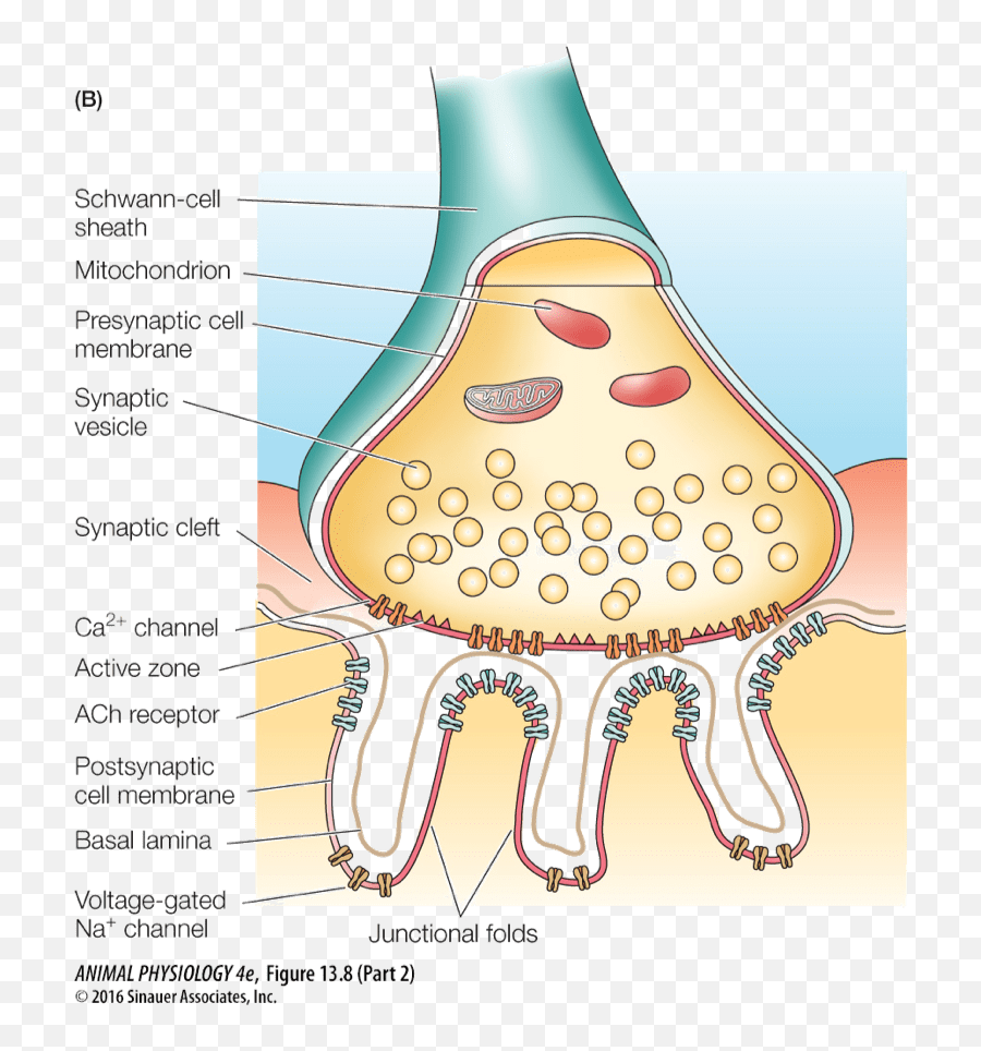 The Musculoskeletal System - Dot Emoji,Medial Dorsal Nucleus Thalamus Memory Emotion Step 1