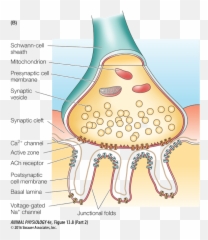 The Musculoskeletal System - Dot Emoji,Medial Dorsal Nucleus Thalamus Memory Emotion Step 1