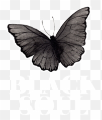 Black Butterfly Duvet Cover For Sale By Manuel Schmucker Emoji,Butterfly Emoji