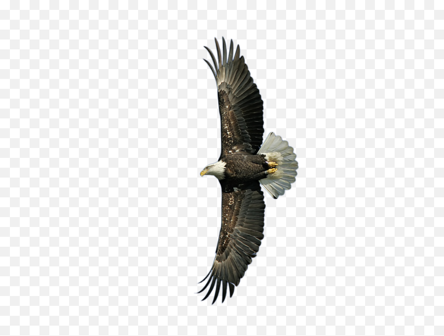 American Bald Eagle - Eagle Psd Emoji,American Eagle Emoji