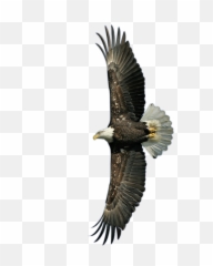 American Bald Eagle - Eagle Psd Emoji,American Eagle Emoji