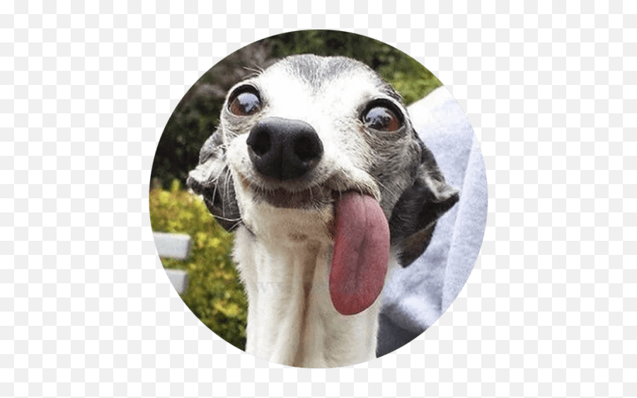 Stupid Dogs Sticker Pack For Telegram - Telegramguides Dutch Dogs Emoji,Greyhound Emoji