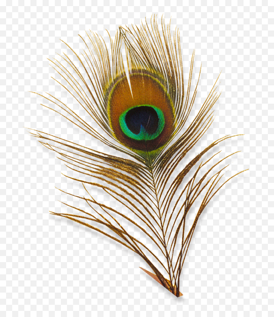 Feather Bird Quill Pen - Feather Png Download 913949 Wedding Clipart Png Emoji,Quill Pen Emoji