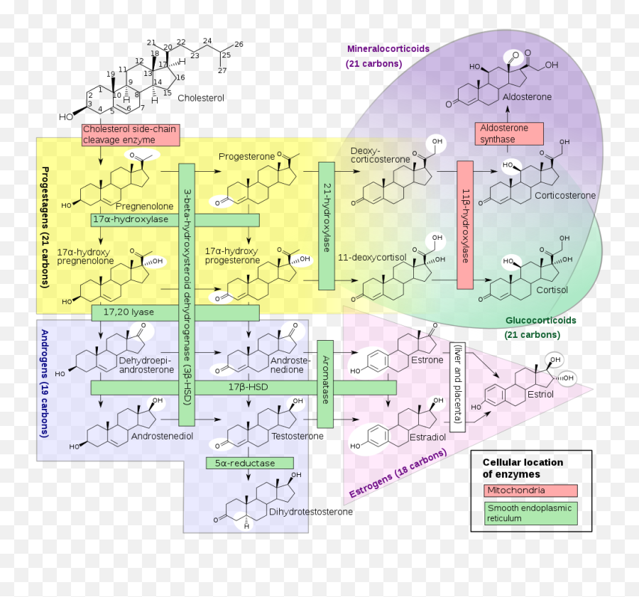 Sex Hormones - Steroid Synthesis Emoji,David Vance Emotion Regulation