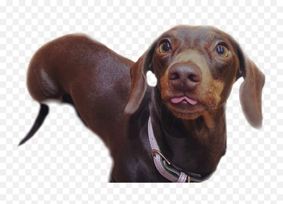 Dachshund Blep Dog Dogsofpicsart Sticker By Freyacoxx - Martingale Emoji,Blep Emojis