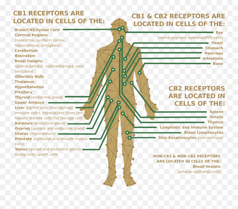 What Is Ecs - Pop Replenishing Pcrcbd Emoji,Emotions Spleen Pancreas