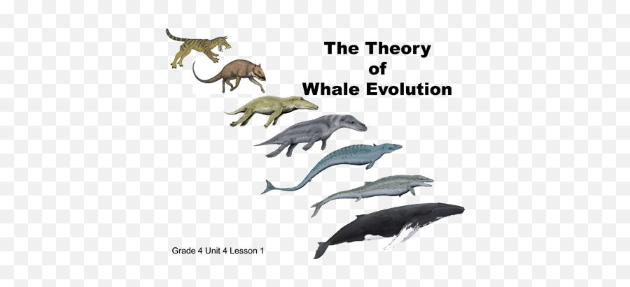 Every Day Is Special December 2016 - Whale Evolution Emoji,Gaia Online Emoticons Crown