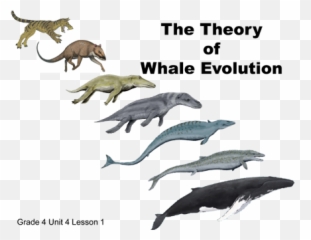 Every Day Is Special December 2016 - Whale Evolution Emoji,Gaia Online Emoticons Crown