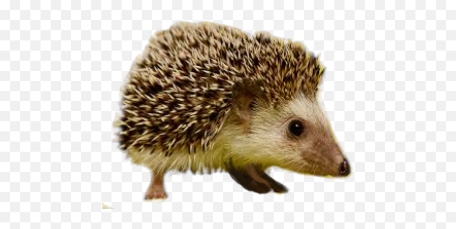 Hedgehog Petsandanimals Sticker - Hedgehog Emoji,Porcupine Emoji