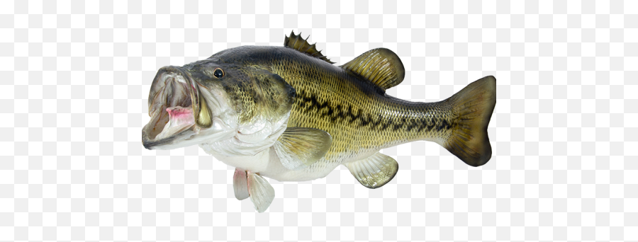 Fishing - Pull Fish Out Of Water Emoji,Fishing Pole Emoji