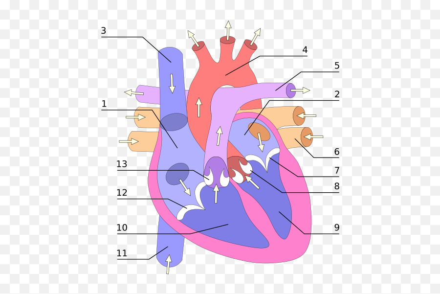 Bihotz - Wikiwand Cardiovascular System Revision Sheet Emoji,Antz In Emojis