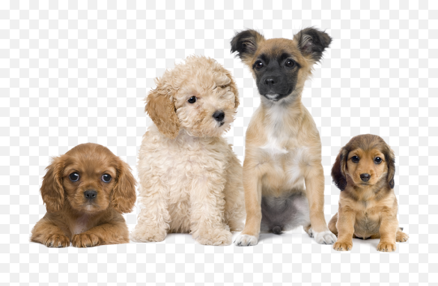 Puppies Transparent Background Png Png Arts - Transparent Background Puppies Png Emoji,Vizsla Emoji