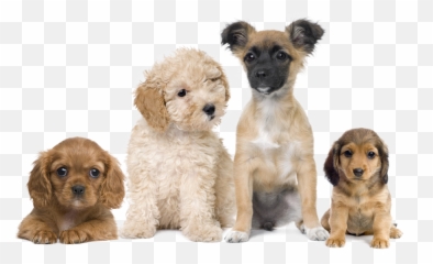 Puppies Transparent Background Png Png Arts - Transparent Background Puppies Png Emoji,Vizsla Emoji